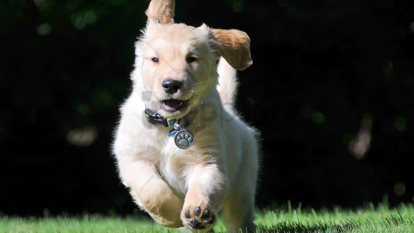 dog escape grass jump wallpaper background best stock photos - Image ID 160227