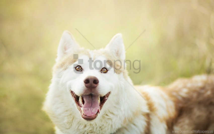 dog eyes eyes muzzle tongue wallpaper background best stock photos - Image ID 155860