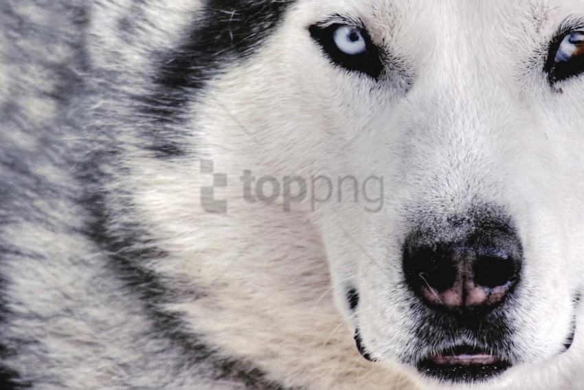 Dog Eyes Face Husky Spotted Wallpaper Background Best Stock Photos Toppng - fluffy husky roblox