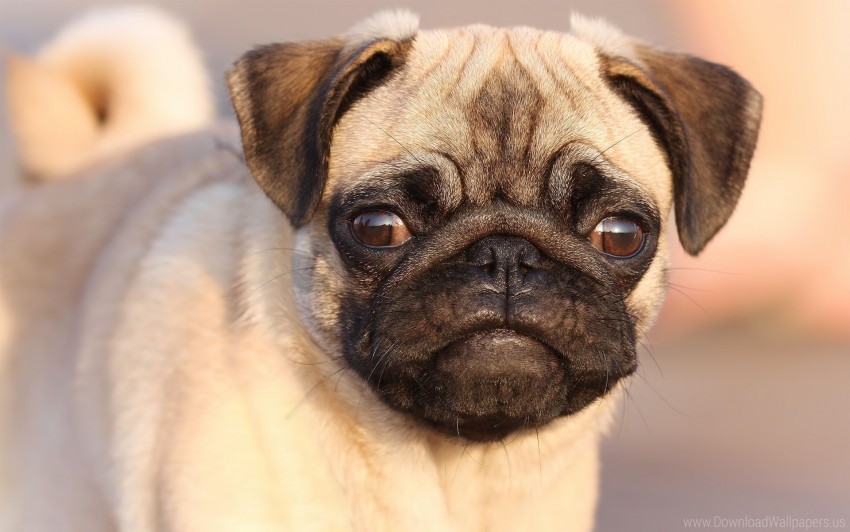 Dog Eyes Face Pug Puppy Wallpaper Background Best Stock Photos Toppng - roblox pug image id
