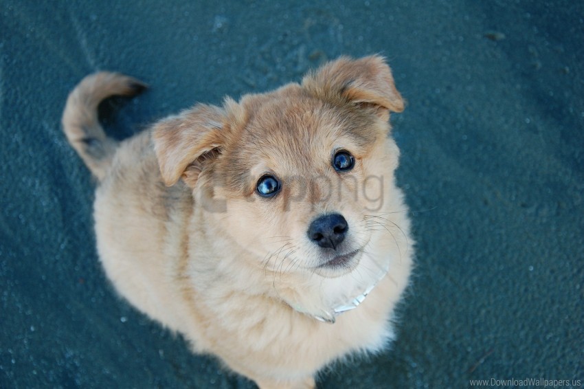 dog eyes puppy wallpaper background best stock photos - Image ID 146975