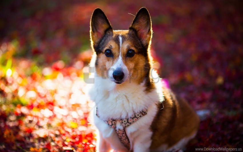 dog, face, light, welsh corgi wallpaper background best stock photos |  TOPpng