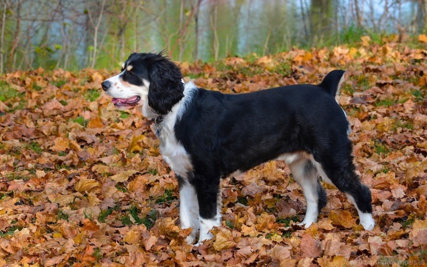 dog fall leaves wallpaper background best stock photos - Image ID 160529
