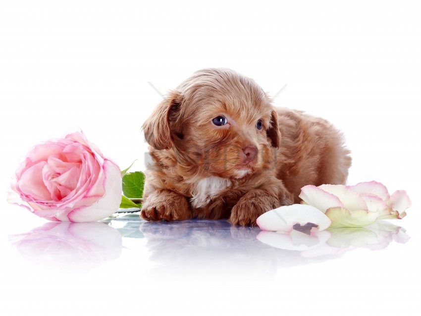 free PNG dog, flower, photoshoot, puppy, rose wallpaper background best stock photos PNG images transparent