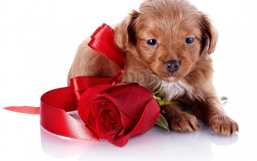 Dog Flower Puppy Rose Wallpaper Background Best Stock Photos | TOPpng