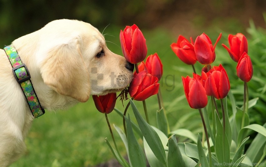 dog flowers nature wallpaper background best stock photos - Image ID 148983