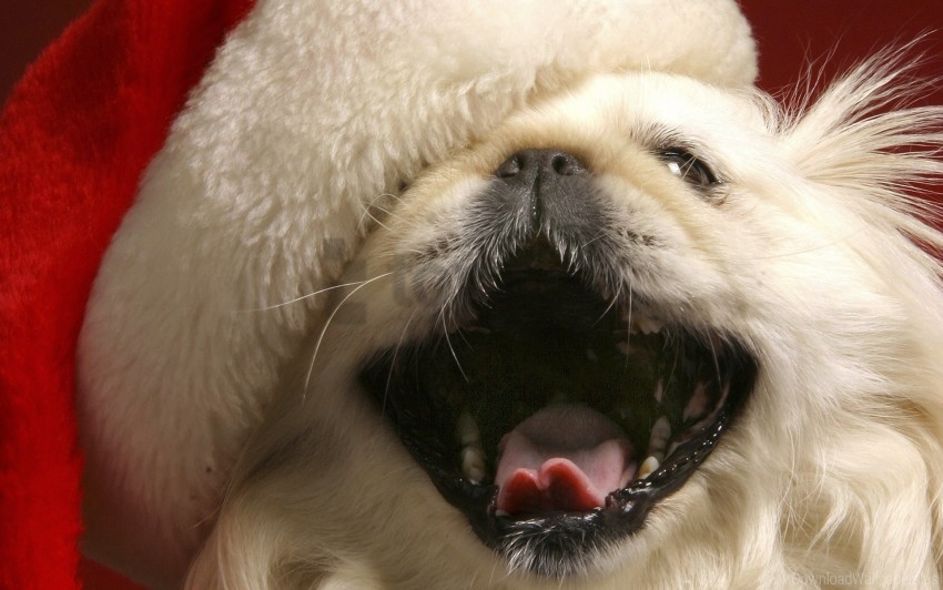 dog fluffy hat mug open mouth wallpaper background best stock photos - Image ID 160582