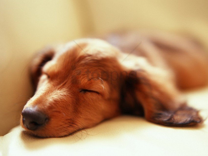 dog fluffy muzzle sleep wallpaper background best stock photos - Image ID 160592