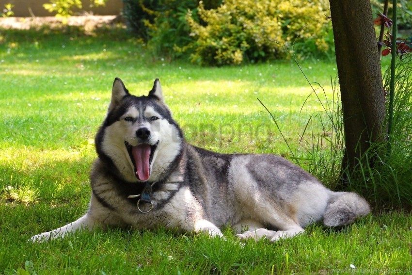dog friend lay malamute nature wallpaper background best stock photos - Image ID 156541