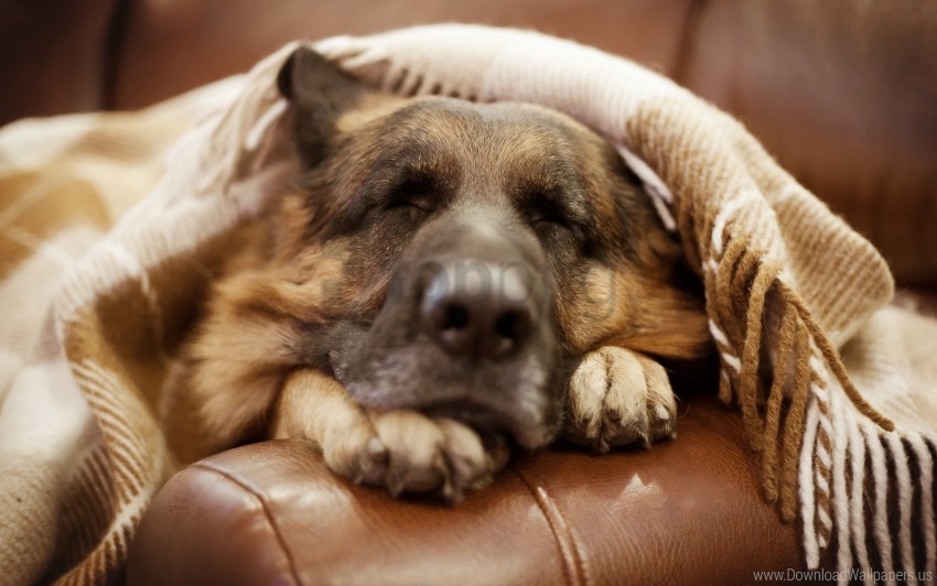dog german shepherd muzzle nose wallpaper background best stock photos - Image ID 147517