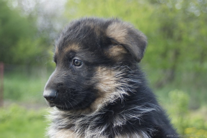 dog german shepherd muzzle puppy wallpaper background best stock photos - Image ID 147108