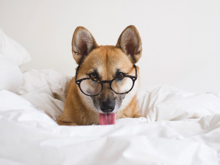dog, glasses, protruding tongue, funny, pet, animal