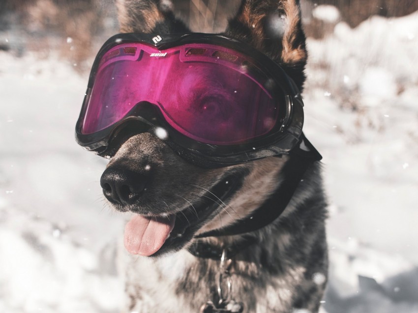 Dog Glasses Winter Funny Stylish Png - Free PNG Images