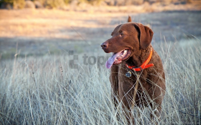 dog golf grass muzzle walking wallpaper background best stock photos - Image ID 160658
