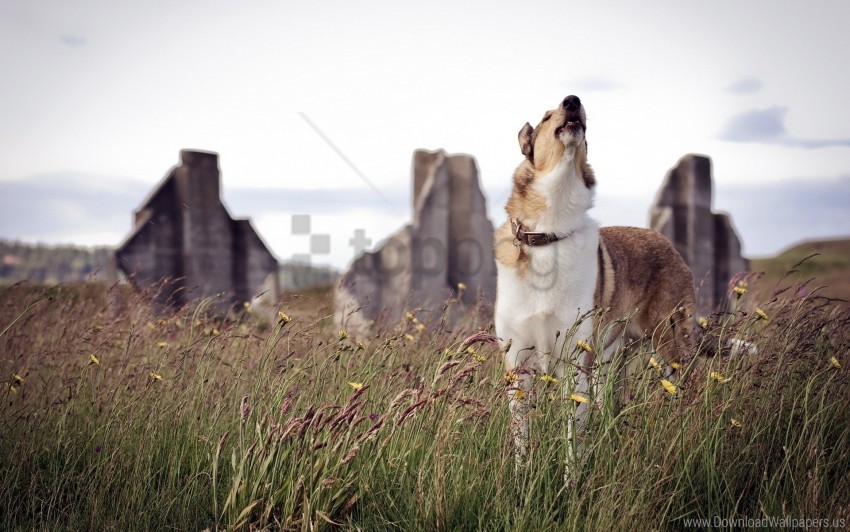 dog, grass, howling, waiting wallpaper background best stock photos@toppng.com