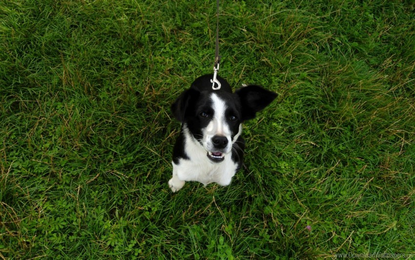 dog grass joy wallpaper background best stock photos - Image ID 160909