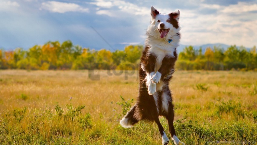 dog grass jump nature wallpaper background best stock photos - Image ID 157322