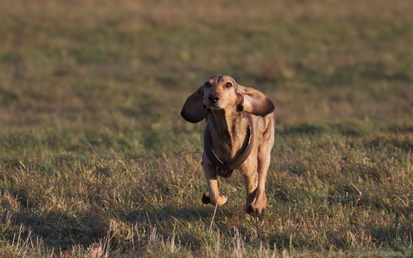 dog grass meadow running wallpaper background best stock photos - Image ID 160185