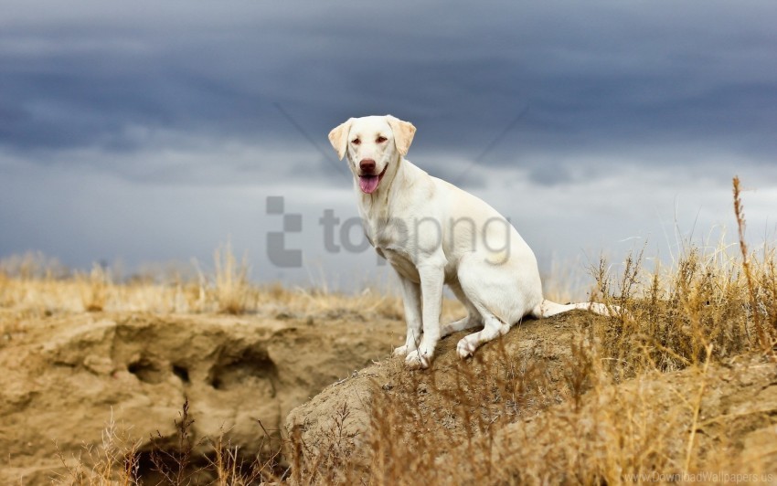 dog grass sit sky stone wallpaper background best stock photos - Image ID 160487