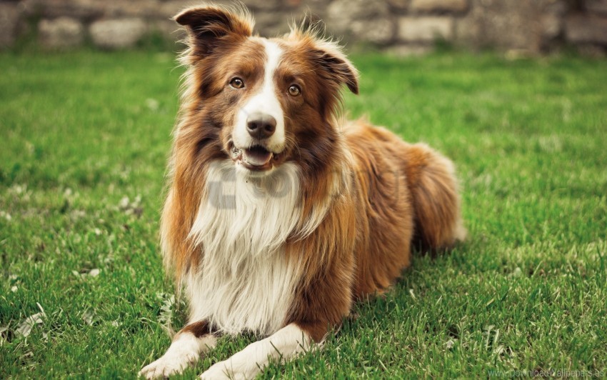 dog, grass, summer wallpaper background best stock photos | TOPpng