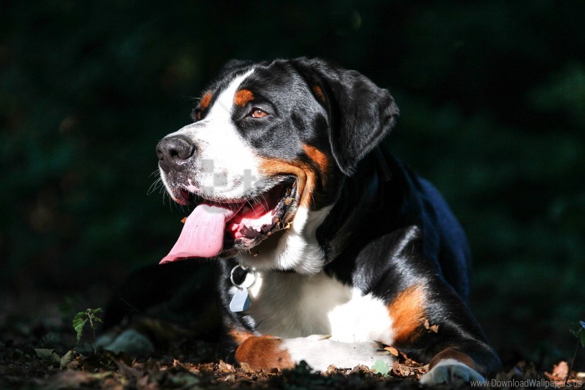 dog great swiss mountain dog muzzle wallpaper background best stock photos - Image ID 148642