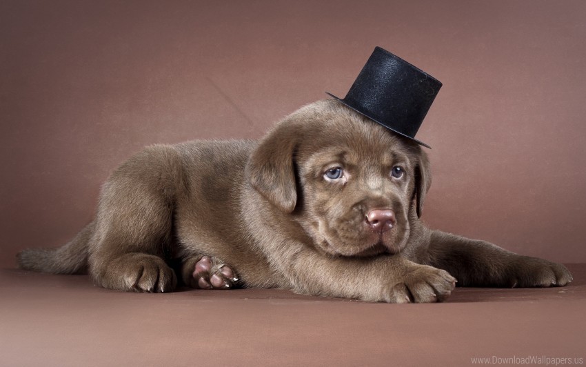 dog, hat, labrador, puppy wallpaper background best stock photos | TOPpng