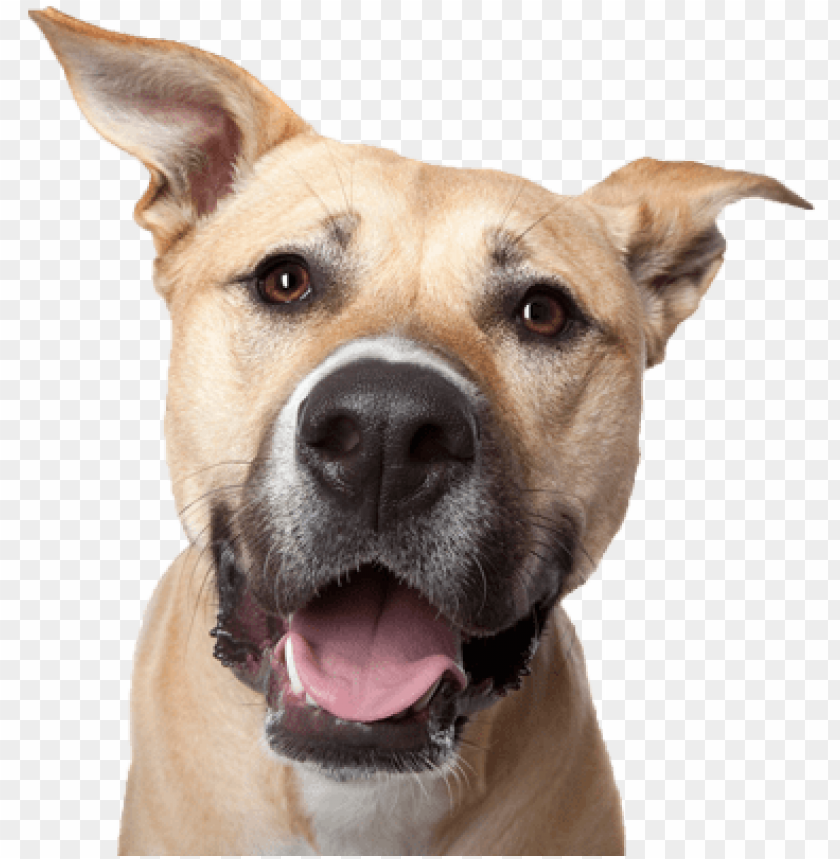 dog head png