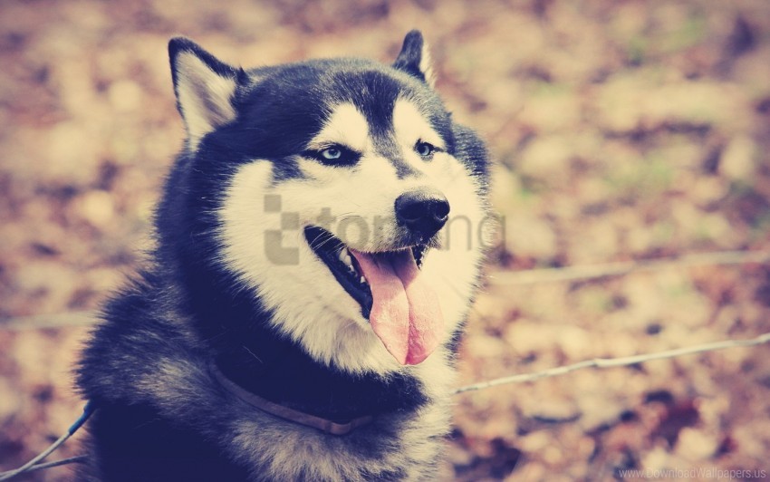 dog huskies rest tongue wallpaper background best stock photos - Image ID 159581