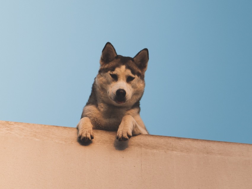 dog, husky, looks, down, wall, sky