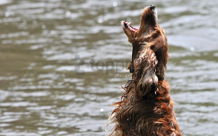dog jump open mouth playful water wet wallpaper background best stock photos - Image ID 160849