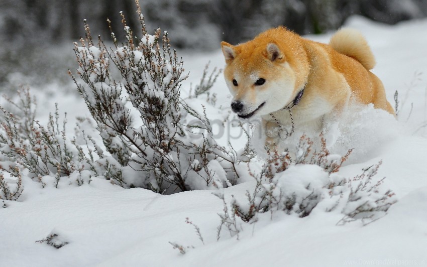 dog jump puppy run snow wallpaper background best stock photos - Image ID 160901