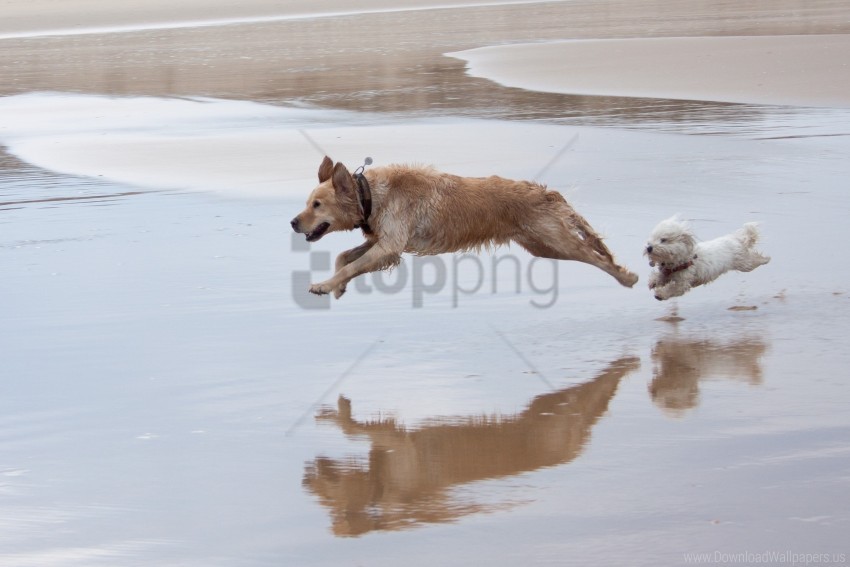 dog jump run water wallpaper background best stock photos - Image ID 147424