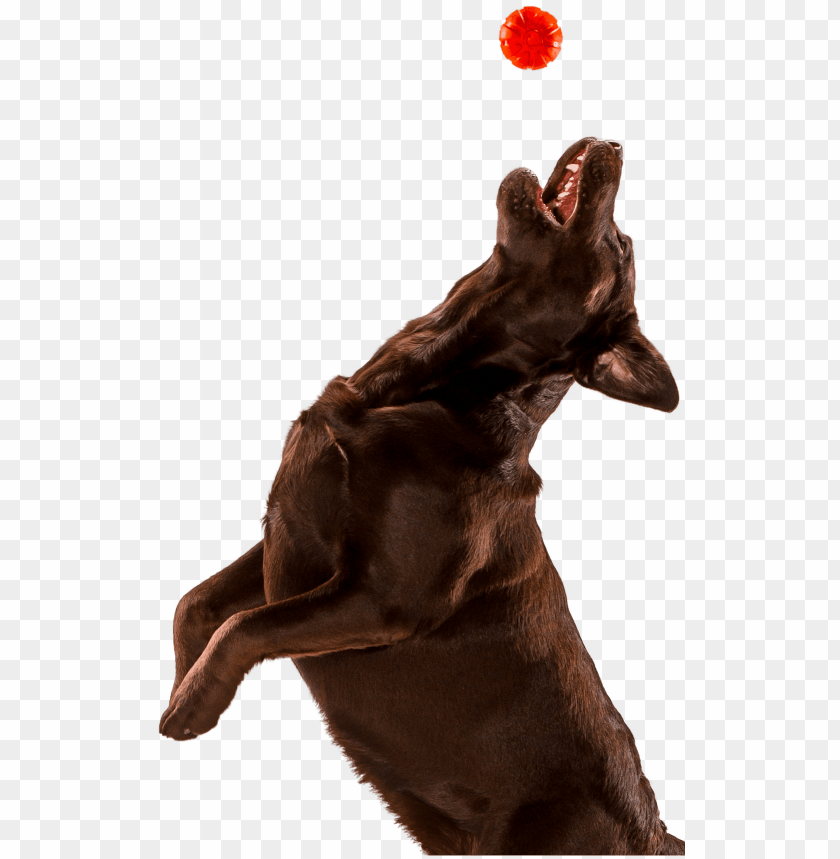 Dog Jumping Do PNG Image With Transparent Background