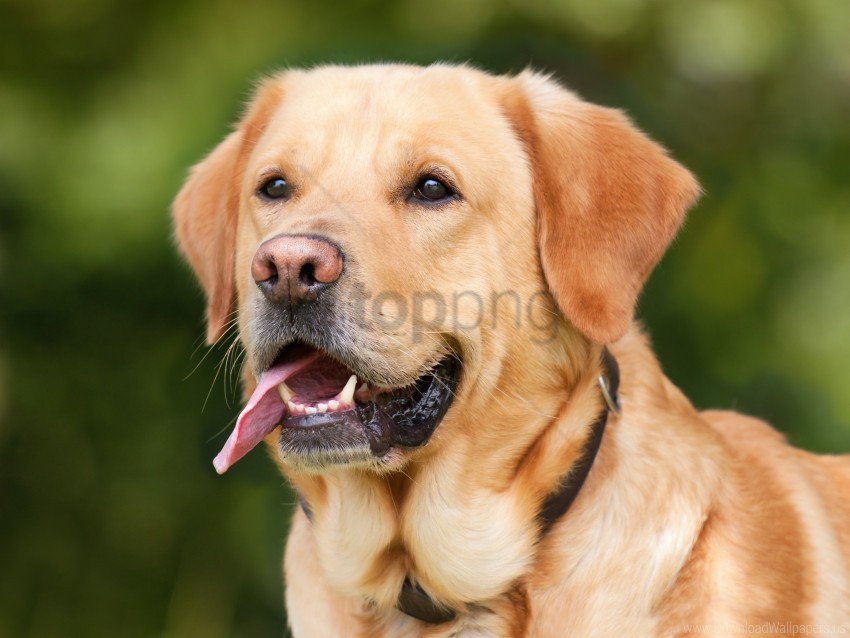dog labrador muzzle protruding tongue wallpaper background best stock photos - Image ID 146828