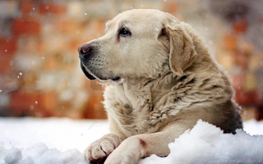 dog look man snow wallpaper background best stock photos - Image ID 160022