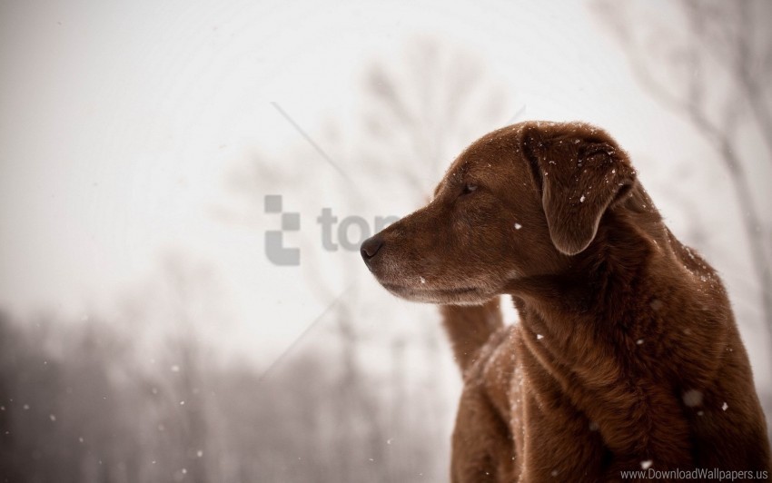dog looks view wallpaper background best stock photos - Image ID 160214
