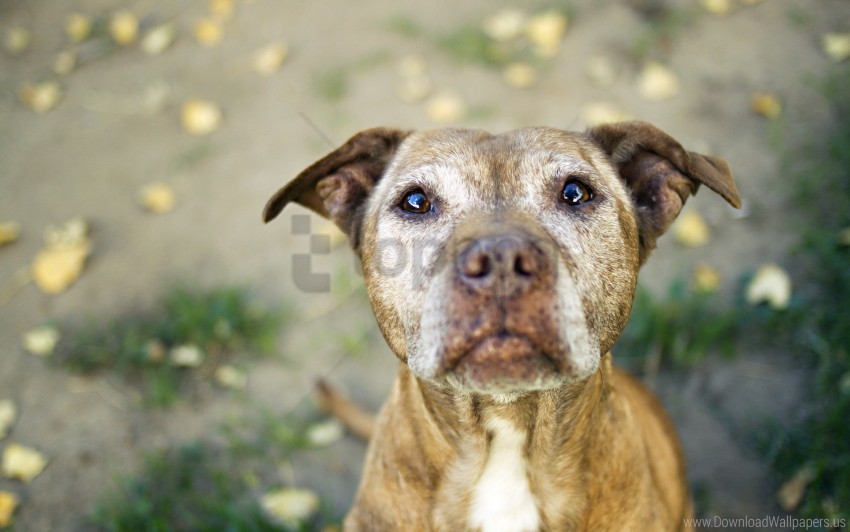 dog, man, muzzle, pit bull wallpaper background best stock photos | TOPpng