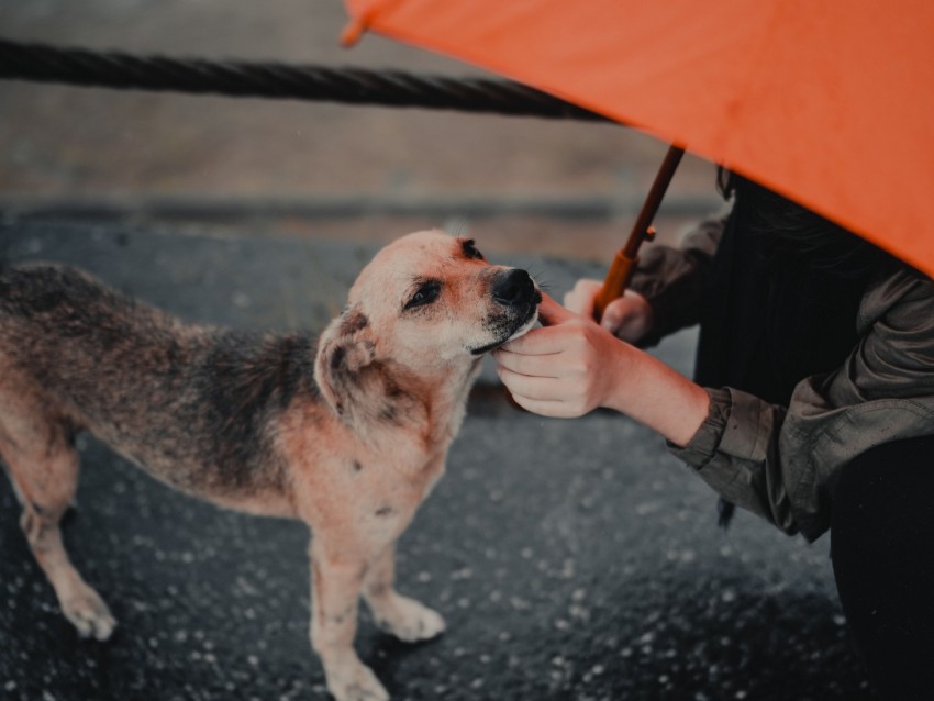 dog, man, umbrella, pet, street