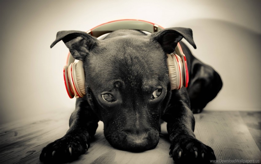 dog muzzle headphones music wallpaper background best stock photos - Image ID 162136