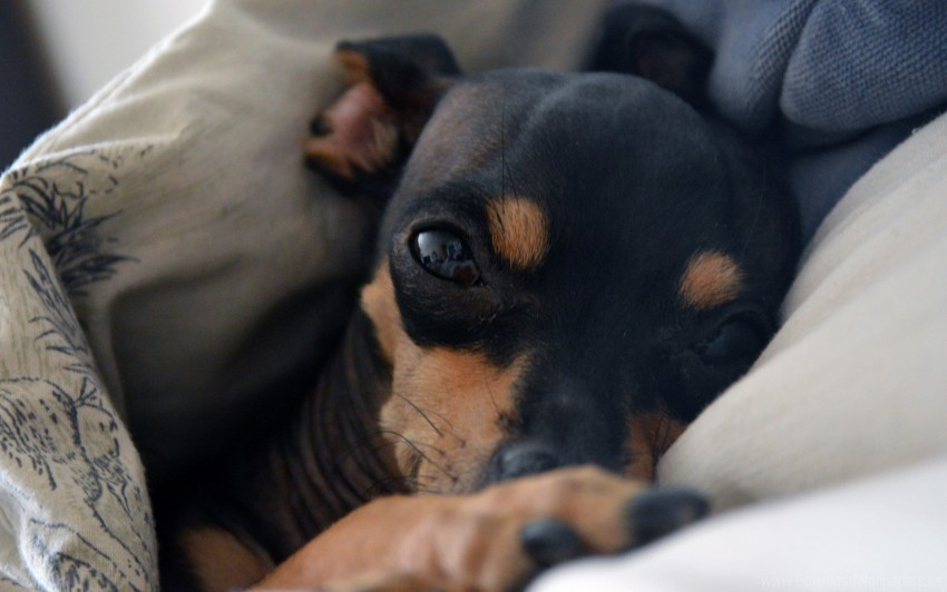 dog muzzle sleep wallpaper background best stock photos - Image ID 147180