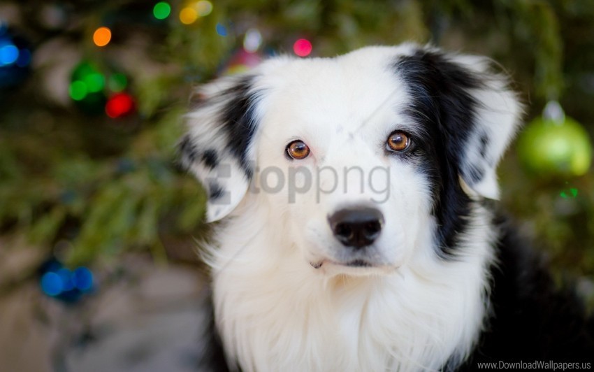 dog muzzle spotted wallpaper background best stock photos - Image ID 160714
