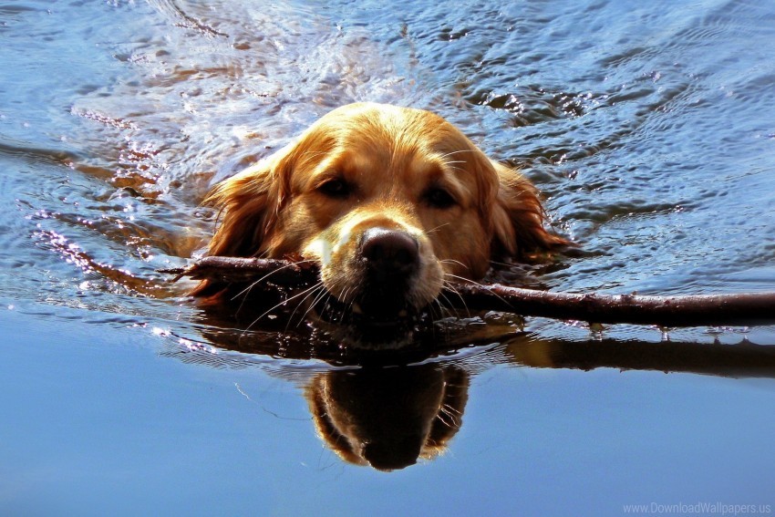 dog, muzzle, stick, swim, team wallpaper background best stock photos |  TOPpng
