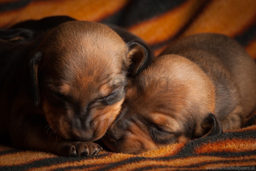 dog muzzles puppies wallpaper background best stock photos - Image ID 162172