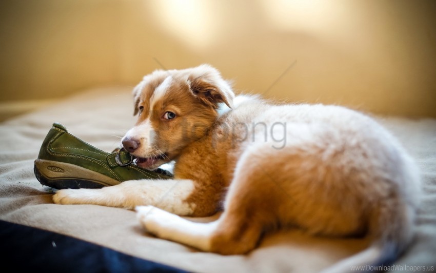 dog playful puppy shoes wallpaper background best stock photos - Image ID 160710