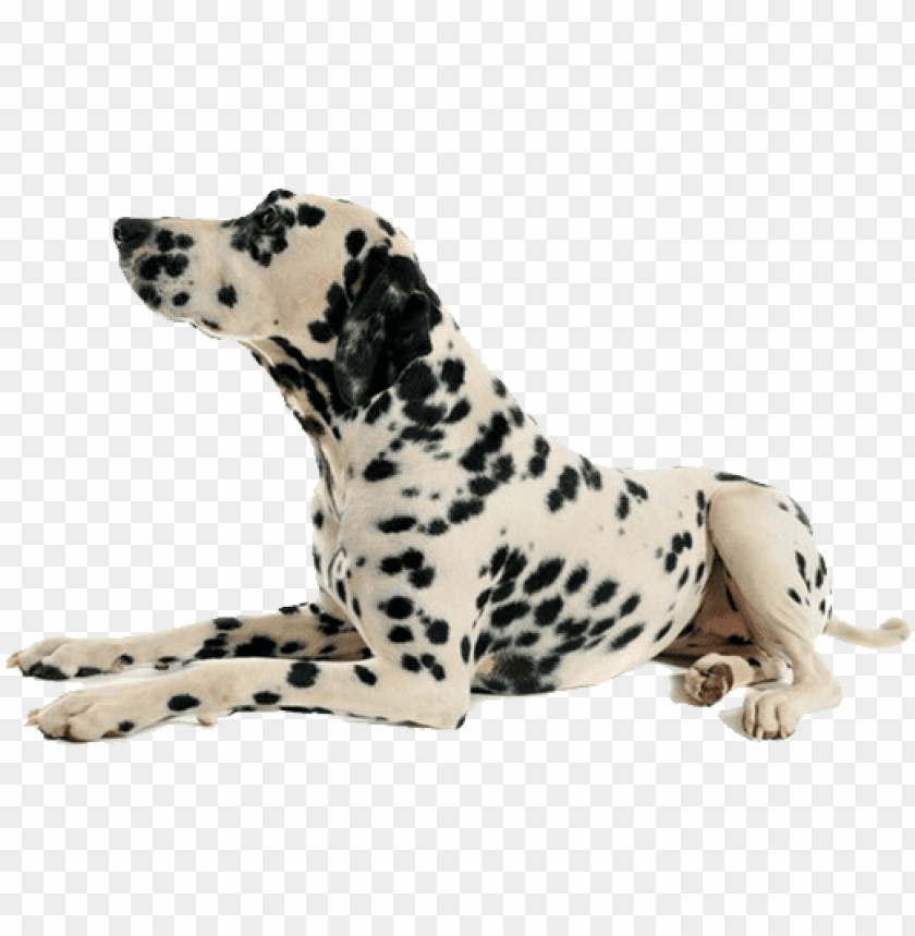 dog png dog laying down no background PNG transparent with Clear Background ID 216009