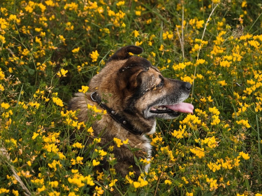 dog, protruding tongue, pet, flowers, field