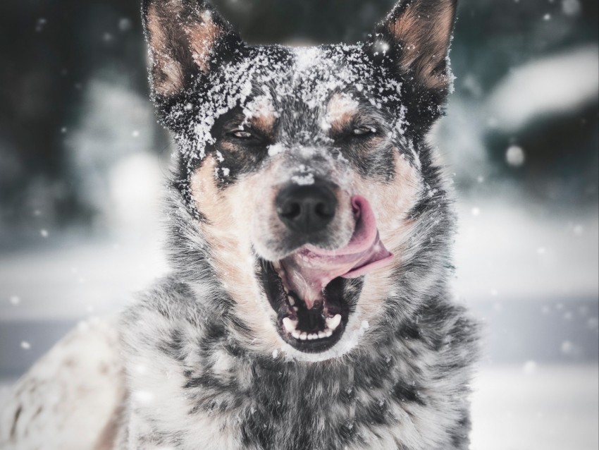 dog, protruding tongue, snow