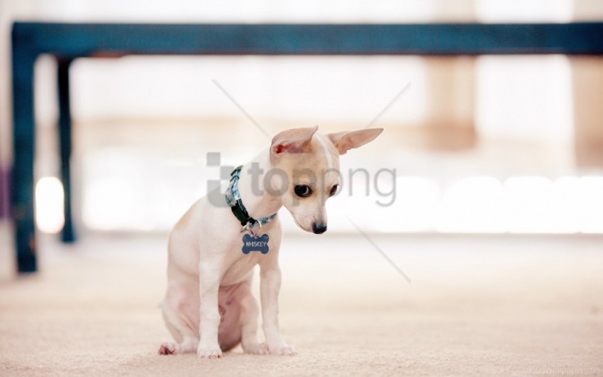 dog puppy small wallpaper background best stock photos - Image ID 160882