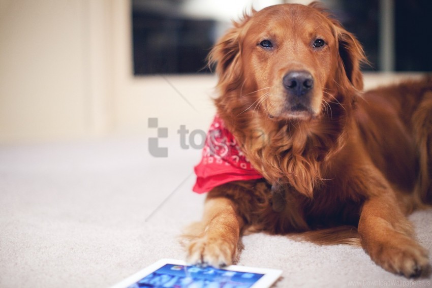 dog, golden retriever, pet, home, companionship, indoor, playful