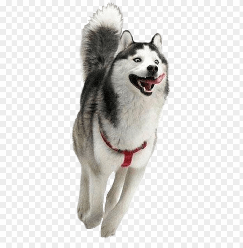 Dog Running In The Snow - Moon Moon Husky PNG Image With Transparent Background